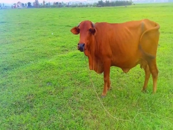 Nằm mơ thấy con bò