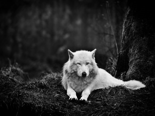 Luận giải giấc mơ thấy chó sói báo hiệu gì?