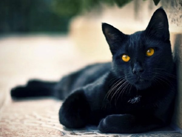 Mơ thấy mèo đen